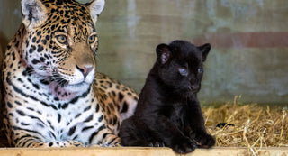 jaguar-legs Little Jaguar