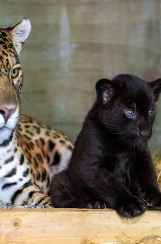 Hi-Rise Skinny – Jaguar legs