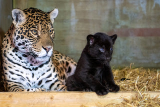 jaguar-legs Little Jaguar