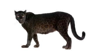 Hi-Rise Skinny – Jaguar legs